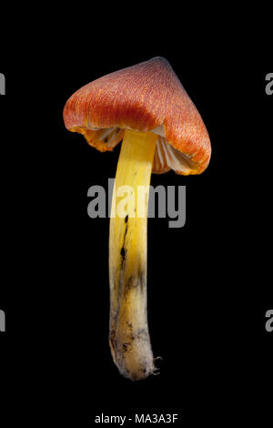 Fliegenpilz Der waxcap Familie, wahrscheinlich die Schwärzung waxcap, Hygrocybe conica, auf einem schwarzen Hintergrund, Hampshire England UK GB Stockfoto