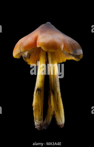 Fliegenpilz Der waxcap Familie, wahrscheinlich die Schwärzung waxcap, Hygrocybe conica, auf einem schwarzen Hintergrund, Hampshire England UK GB Stockfoto