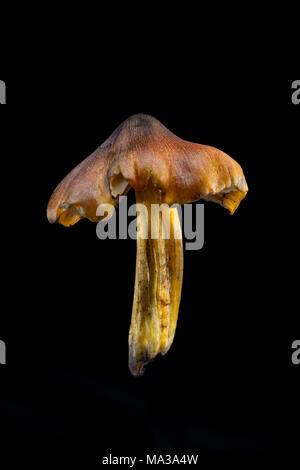 Fliegenpilz Der waxcap Familie, wahrscheinlich die Schwärzung waxcap, Hygrocybe conica, auf einem schwarzen Hintergrund, Hampshire England UK GB Stockfoto