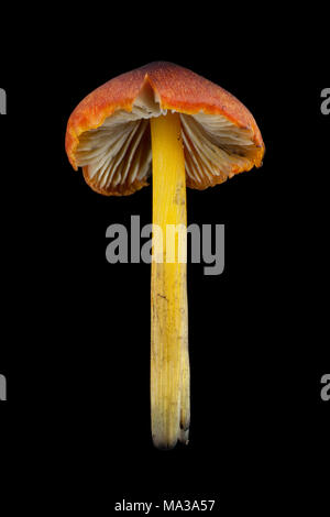 Fliegenpilz Der waxcap Familie, wahrscheinlich die Schwärzung waxcap, Hygrocybe conica, auf einem schwarzen Hintergrund, Hampshire England UK GB Stockfoto