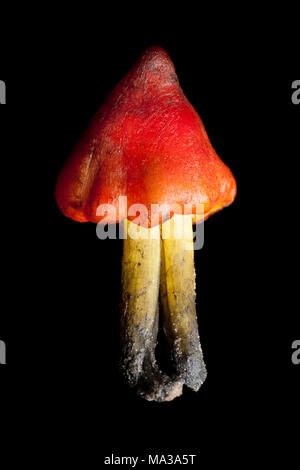 Fliegenpilz Der waxcap Familie, wahrscheinlich die Schwärzung waxcap, Hygrocybe conica, auf einem schwarzen Hintergrund, Hampshire England UK GB Stockfoto