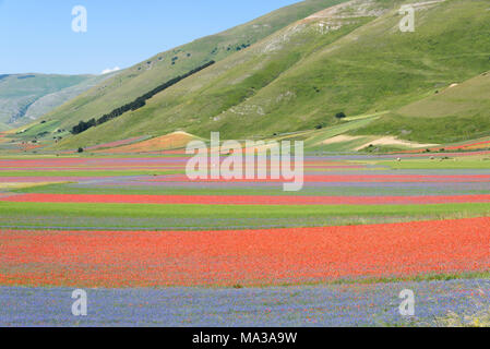 Blühende Felder in Berge Sibillini in Castelluccio Di Norcia, Umbrien, Italien. Stockfoto