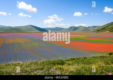 Blühende Felder in Berge Sibillini in Castelluccio Di Norcia, Umbrien, Italien. Stockfoto