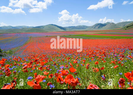 Blühende Felder in Berge Sibillini in Castelluccio Di Norcia, Umbrien, Italien. Stockfoto