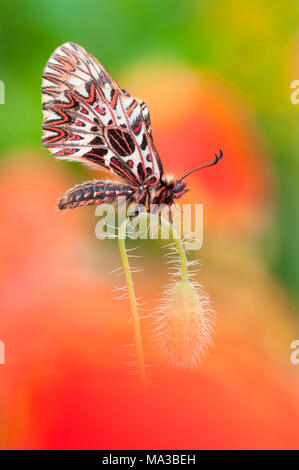 Southern festoon auf dem Mohn, Trentino Alto-Adige, Italien Stockfoto