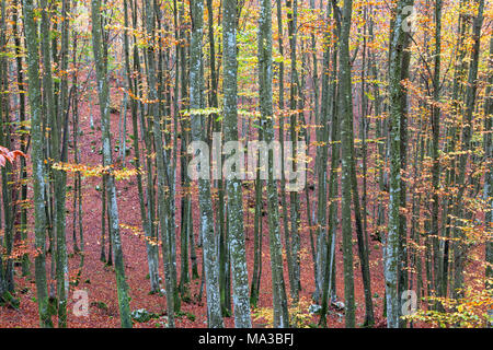 Cansiglio Wald, Fregona, Treviso, Veneto, Italien. Stockfoto