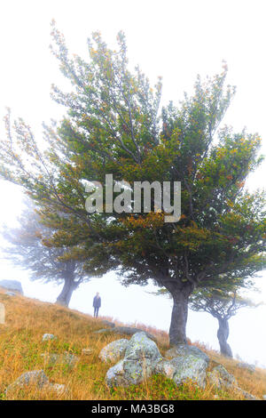 Person zwischen Bäumen durch Nebel umgeben. Montemezzo, Comer See, Lombardei. Italien. Stockfoto