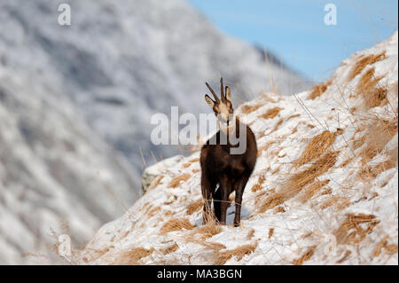 Pont, Valsavarenche, Aostatal, Italien. Gemsen im Winter Stockfoto