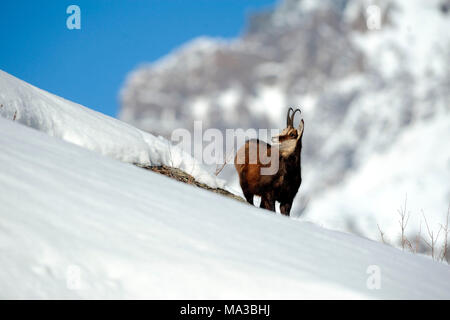 Pont, Valsavarenche, Aostatal, Italien. Gemsen im Winter Stockfoto