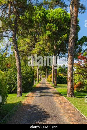 Baum Avenue, Parco Giardino Sigurtà, Valeggio sul Mincio, Provinz Verona, Venetien, Italien, Europa Stockfoto