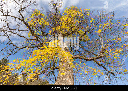 Eine Buche auf dem Weg in di Campelli Schilpario in der Nähe des Passo del Vivione im Herbst, Schilpario, Val di Scalve, Bergamo, Lombardei, Italien, Südeuropa. Stockfoto