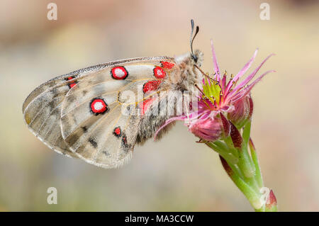 Kleine Apollo auf der Blume, Trentino Alto-Adige, Italien Stockfoto