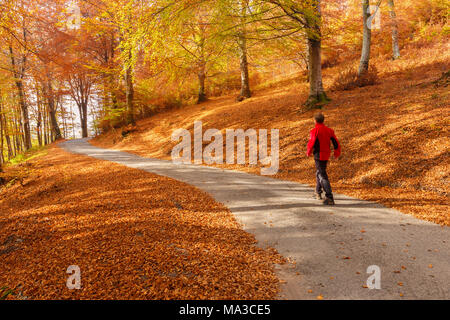 Man geht auf die Straße und durch den Herbst Woods, Intelvi Tal, in der Provinz Como, Lombardei, Italien, Europa Stockfoto