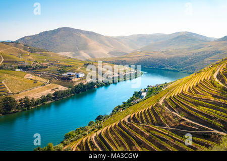 Weinberge in den Fluss Douro Wein Alto Douro Tal Stockfoto