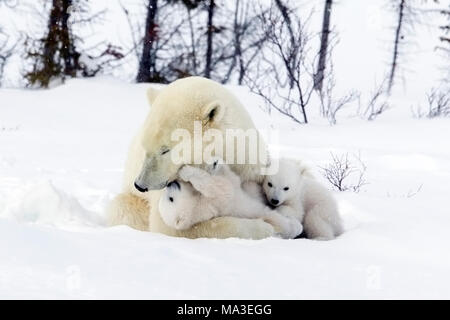 Eisbär Mutter und Jungen Stockfoto