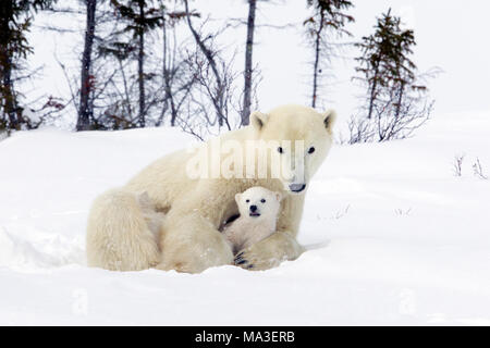 Eisbär Mutter und Jungen Stockfoto