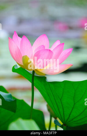 Indischer Lotus, Nelumbo nucifera Stockfoto