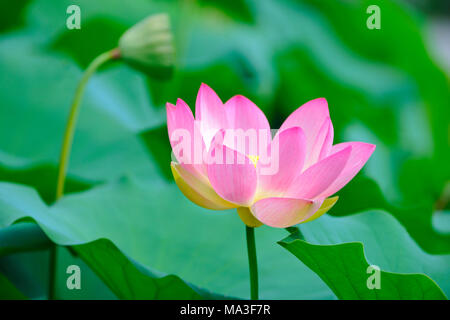 Indischer Lotus, Nelumbo nucifera Stockfoto