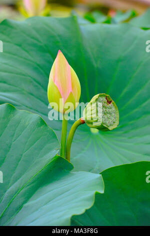 Indischer Lotus, Nelumbo nucifera Stockfoto