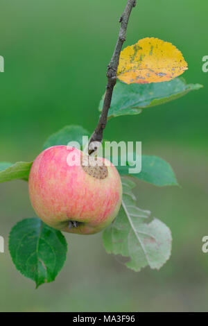 Deutschland, Baden-Württemberg, Apfel am Baum Stockfoto