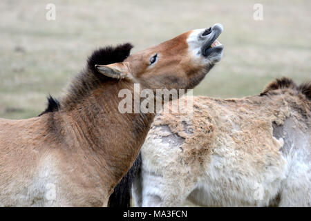 Asiatische Przewalski's horse, Equus ferus Przewalskii Stockfoto