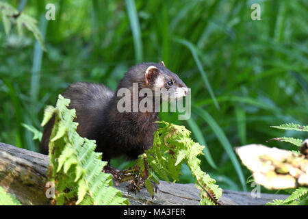 Europäischen Iltis in einem Wald, Mustela putorius Stockfoto