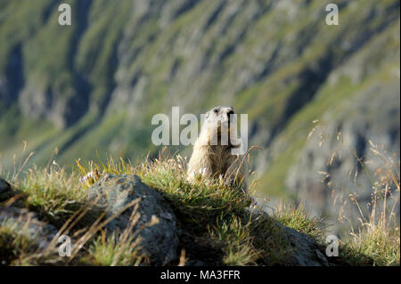 Alpine Marmot auf Alm, Marmota marmota Stockfoto