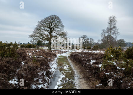 Winter am Mogshade Hügel mit Silber Birken und Eichen Stockfoto