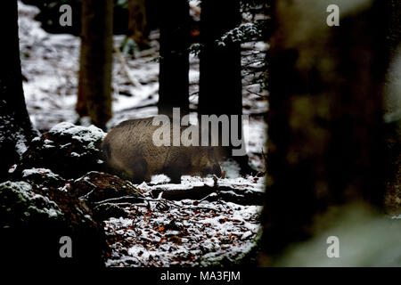 Wildschweine im Wald, Sus scrofa scrofa Stockfoto