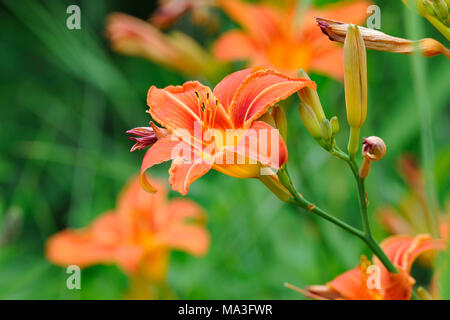 Feuer Lily, Lilium bulbiferum Stockfoto