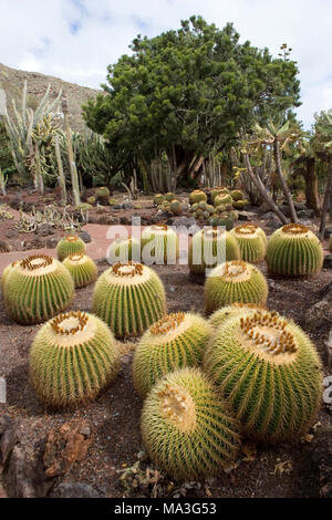 Der botanische Garten Jardín Botánico Canario Viera y Clavijo, in Tafira Alta in der Nähe von Las Plamas, bestehend aus den Kanarischen Pflanzenwelt, vor allem Kakteen, gegründet 1952 durch den schwedischen Botaniker Sentenius Eric R. Stockfoto