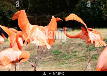Qingdao, Qingdao, China. 29 Mär, 2018. Qingdao, China-29. März 2018: Flamingos Sonnenschein genießen in einem Zoo in Qingdao, Provinz Shandong im Nordosten Chinas, dem 29. März 2018. Credit: SIPA Asien/ZUMA Draht/Alamy leben Nachrichten Stockfoto