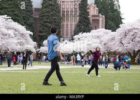 Seattle, Washington: Studenten spielen Frisbee in der Universität von Washington Quad während der Blüte der Kirschbäume. Zunächst an der Washington Park Arboretum 1939 gepflanzt, die Dreißig Yoshino cherry Trees wurden auf die Freien Künste Kartenblatt, in 1962, wo sie Tausende von Besuchern jedes Frühjahr ziehen verschoben. Credit: Paul Christian Gordon/Alamy leben Nachrichten Stockfoto