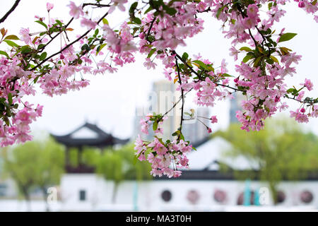 Nanjin, Nanjin, China. 30 Mär, 2018. Nanjing, China, 28. März 2018: Chinesische Blüte crab - Äpfel an Mochou Lake Park in Nanjing in der ostchinesischen Provinz Jiangsu. Credit: SIPA Asien/ZUMA Draht/Alamy leben Nachrichten Stockfoto