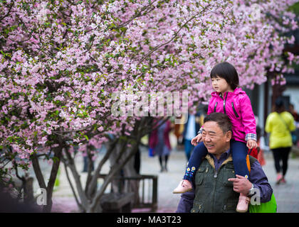 Nanjin, Nanjin, China. 30 Mär, 2018. Nanjing, China, 28. März 2018: Chinesische Blüte crab - Äpfel an Mochou Lake Park in Nanjing in der ostchinesischen Provinz Jiangsu. Credit: SIPA Asien/ZUMA Draht/Alamy leben Nachrichten Stockfoto