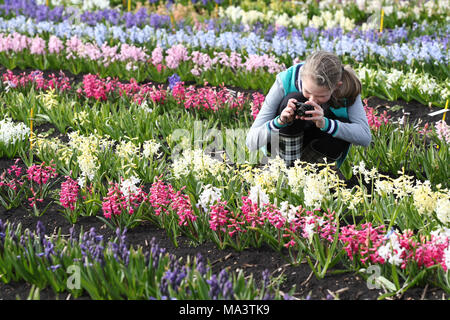 Cambridge, Großbritannien. 29. März, 2018. Evie Marriott (9) in einem Feld von Hyazinthen, die schließlich brach in Blume nach langsam in diesem Jahr so zu tun haben, weil der Kälteeinbruch und das Tier aus dem Osten. Alan Shipp (80) ist der Hüter der Nationalen Sammlung auf seiner Farm in Cambridge, Cambridgeshire. Seine Sammlung für die Öffentlichkeit zugänglich ist das Osterwochenende, und Besucher aus ganz Europa an die Farbenpracht zu sehen. Credit: Paul Marriott/Alamy leben Nachrichten Stockfoto