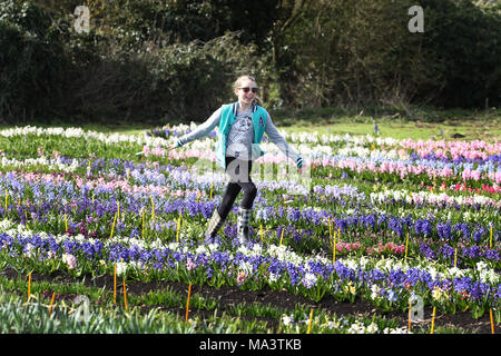 Cambridge, Großbritannien. 29. März, 2018. Evie Marriott (9) verläuft durch ein Feld von Hyazinthen, die schließlich brach in Blume nach langsam in diesem Jahr so zu tun haben, weil der Kälteeinbruch und das Tier aus dem Osten. Alan Shipp (80) ist der Hüter der Nationalen Sammlung auf seiner Farm in Cambridge, Cambridgeshire. Seine Sammlung für die Öffentlichkeit zugänglich ist das Osterwochenende, und Besucher aus ganz Europa an die Farbenpracht zu sehen. Credit: Paul Marriott/Alamy leben Nachrichten Stockfoto