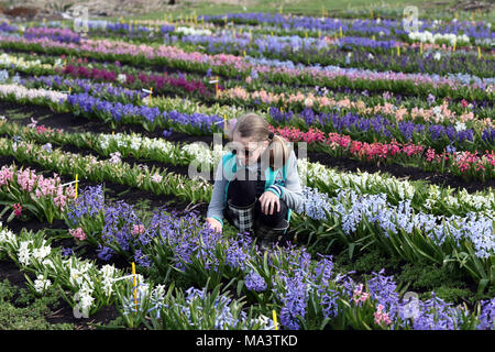 Cambridge, Großbritannien. 29. März, 2018. Evie Marriott (9) wirft einen Blick auf einige der Muster in einem Feld von Hyazinthen, die schließlich brach in Blume nach langsam in diesem Jahr so zu tun haben, weil der Kälteeinbruch und das Tier aus dem Osten. Alan Shipp (80) ist der Hüter der Nationalen Sammlung auf seiner Farm in Cambridge, Cambridgeshire. Seine Sammlung für die Öffentlichkeit zugänglich ist das Osterwochenende, und Besucher aus ganz Europa an die Farbenpracht zu sehen. Credit: Paul Marriott/Alamy leben Nachrichten Stockfoto