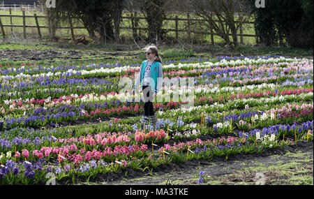 Cambridge, Großbritannien. 29. März, 2018. Evie Marriott (9) Spaziergänge durch ein Feld von Hyazinthen, die schließlich brach in Blume nach langsam in diesem Jahr so zu tun haben, weil der Kälteeinbruch und das Tier aus dem Osten. Alan Shipp (80) ist der Hüter der Nationalen Sammlung auf seiner Farm in Cambridge, Cambridgeshire. Seine Sammlung für die Öffentlichkeit zugänglich ist das Osterwochenende, und Besucher aus ganz Europa an die Farbenpracht zu sehen. Credit: Paul Marriott/Alamy leben Nachrichten Stockfoto