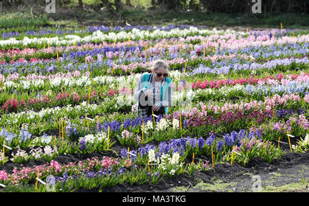 Cambridge, Großbritannien. 29. März, 2018. Evie Marriott (9) sieht die Blumen in einem Feld von Hyazinthen, die schließlich brach in Blume nach langsam in diesem Jahr so zu tun haben, weil der Kälteeinbruch und das Tier aus dem Osten. Alan Shipp (80) ist der Hüter der Nationalen Sammlung auf seiner Farm in Cambridge, Cambridgeshire. Seine Sammlung für die Öffentlichkeit zugänglich ist das Osterwochenende, und Besucher aus ganz Europa an die Farbenpracht zu sehen. Credit: Paul Marriott/Alamy leben Nachrichten Stockfoto