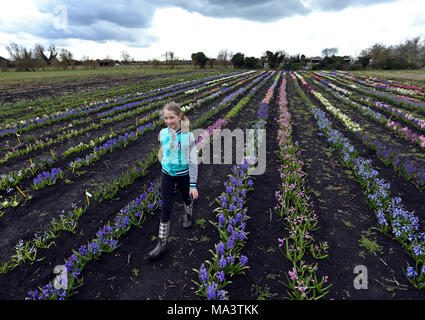 Cambridge, Großbritannien. 29. März, 2018. Evie Marriott (9) in einem Feld von Hyazinthen, die schließlich brach in Blume nach langsam in diesem Jahr so zu tun haben, weil der Kälteeinbruch und das Tier aus dem Osten. Alan Shipp (80) ist der Hüter der Nationalen Sammlung auf seiner Farm in Cambridge, Cambridgeshire. Seine Sammlung für die Öffentlichkeit zugänglich ist das Osterwochenende, und Besucher aus ganz Europa an die Farbenpracht zu sehen. Credit: Paul Marriott/Alamy leben Nachrichten Stockfoto