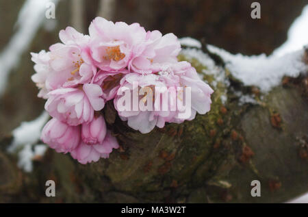 Köln, Deutschland. 20 Mär, 2018. 20 März 2018, Deutschland, Köln: Schnee früh Cherry blossos. Quelle: Henning Kaiser/dpa/Alamy leben Nachrichten Stockfoto