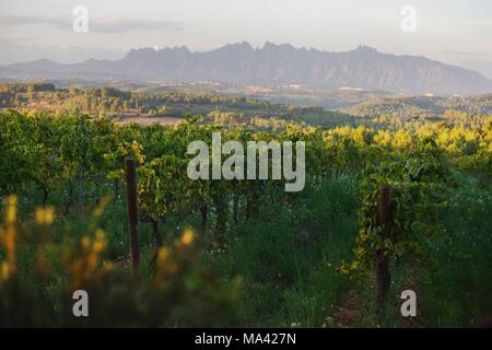 Die Charello Weinberg an der Recaredo Weingut mit den Montserrat Bergkette im Hintergrund (El Penedes, Spanien) Stockfoto