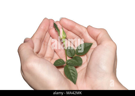 Naturschutz Konzept. Grün sprießen in den Händen auf einem weißen Hintergrund isoliert Stockfoto