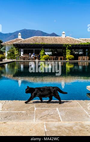 Eine Katze vor der Pool der Finca Cortesin hotel in Málaga, Andalusien (Spanien) Stockfoto