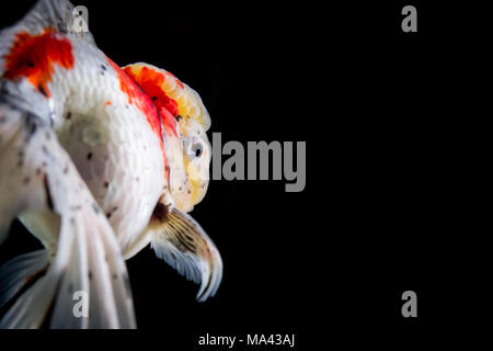 Oranda Calico Goldfisch Stockfoto