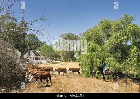 Eine Herde von Kühen an der Westküste von Südafrika Stockfoto