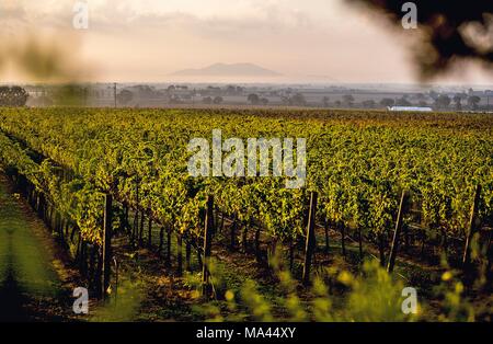 Die Weinberge der Kellerei in L'Andana Castiglione della Pescaia, Toskana, Italien Stockfoto