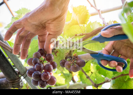 Feldhäcksler Hände schneiden reife Trauben auf einem Weinberg. Bauer Aufnehmen der Trauben bei der Ernte. Stockfoto