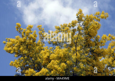 Mimosa Tree in Blüte Detail Stockfoto